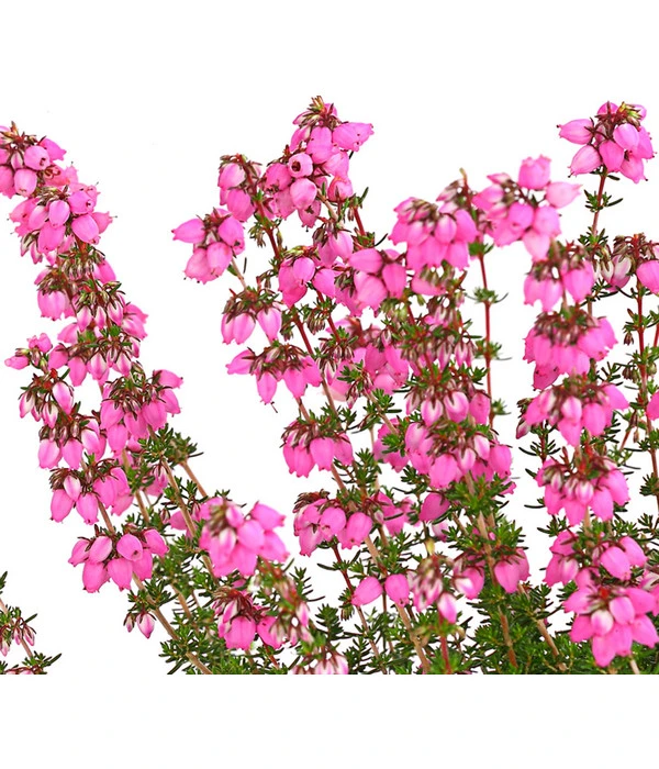 Graue Glockenheide, Verschiedene Farben 11 Graue Glockenheide, Verschiedene Farben – Bild 9