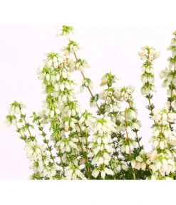 Graue Glockenheide, Verschiedene Farben 22 Graue Glockenheide, Verschiedene Farben -Gartenbedarf Verkäufe 2024 7172521 WE DE 002 EricaCinereaGrauheideT10Herzig