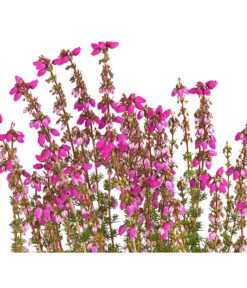 Graue Glockenheide, Verschiedene Farben 20 Graue Glockenheide, Verschiedene Farben -Gartenbedarf Verkäufe 2024 7172521 WE DE 003 EricaCinereaGrauheideT10Herzig