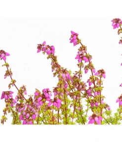 Graue Glockenheide, Verschiedene Farben 23 Graue Glockenheide, Verschiedene Farben -Gartenbedarf Verkäufe 2024 7172521 WE DE 004 EricaCinereaGrauheideT10Herzig