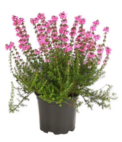 Graue Glockenheide, Verschiedene Farben 14 Graue Glockenheide, Verschiedene Farben -Gartenbedarf Verkäufe 2024 7172521 WE FS 001 EricaCinereaGrauheideT10Herzig