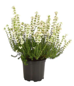 Graue Glockenheide, Verschiedene Farben 15 Graue Glockenheide, Verschiedene Farben -Gartenbedarf Verkäufe 2024 7172521 WE FS 002 EricaCinereaGrauheideT10Herzig