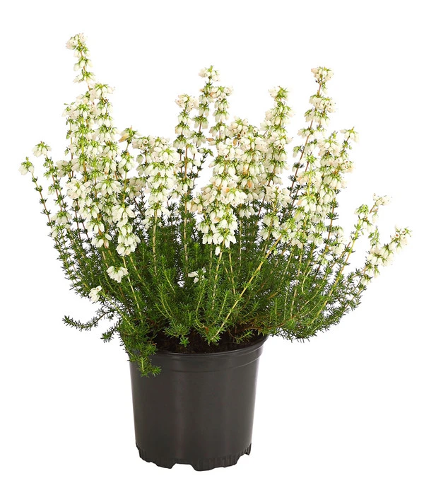 Graue Glockenheide, Verschiedene Farben 5 Graue Glockenheide, Verschiedene Farben – Bild 3