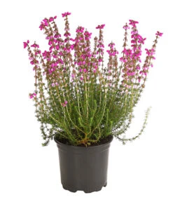 Graue Glockenheide, Verschiedene Farben 16 Graue Glockenheide, Verschiedene Farben -Gartenbedarf Verkäufe 2024 7172521 WE FS 003 EricaCinereaGrauheideT10Herzig