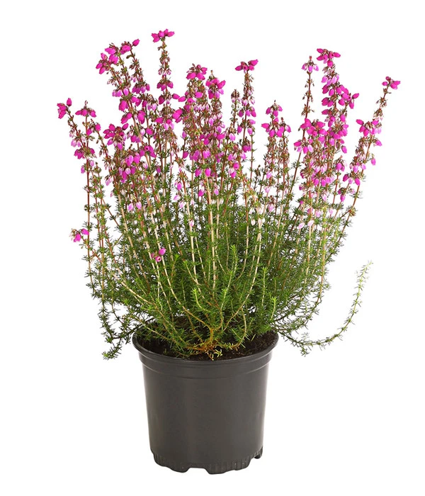 Graue Glockenheide, Verschiedene Farben 6 Graue Glockenheide, Verschiedene Farben – Bild 4