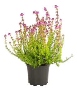 Graue Glockenheide, Verschiedene Farben 17 Graue Glockenheide, Verschiedene Farben -Gartenbedarf Verkäufe 2024 7172521 WE FS 004 EricaCinereaGrauheideT10Herzig