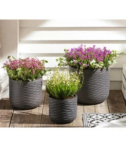 Graue Glockenheide, Verschiedene Farben 19 Graue Glockenheide, Verschiedene Farben -Gartenbedarf Verkäufe 2024 7172521 WE MO 002 EricaCinereaGrauheide