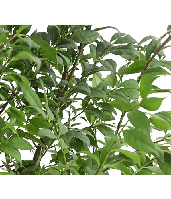 Niedriger Korkspindelstrauch 'Compactus' 7 Niedriger Korkspindelstrauch 'Compactus' – Bild 5