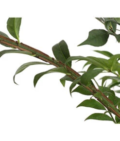 Niedriger Korkspindelstrauch 'Compactus' 9 Niedriger Korkspindelstrauch 'Compactus' -Gartenbedarf Verkäufe 2024 7175649 PR DE 002 EuonymusAlatusCompactus5LDehnerExpressHerzig