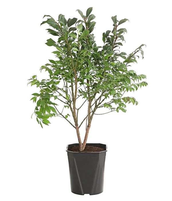 Niedriger Korkspindelstrauch 'Compactus' 3 Niedriger Korkspindelstrauch 'Compactus'