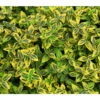 Kriech-Spindelstrauch 'Emerald'n Gold' -Gartenbedarf Verkäufe 2024 7176969 BildD 001 KletterSpindelstrauchEmeraldnGoldEuonFoEmeraldGold