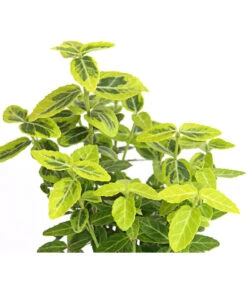 Kriech-Spindelstrauch 'Emerald'n Gold' -Gartenbedarf Verkäufe 2024 7176969 WE DE 003 EuonymusSpindelstrauchFortuneiEmeraldGold9CDehnerExpressHerzig