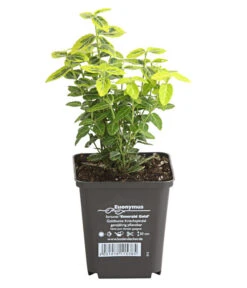 Kriech-Spindelstrauch 'Emerald'n Gold' -Gartenbedarf Verkäufe 2024 7176969 WE FS 003 EuonymusSpindelstrauchFortuneiEmeraldGold9CDehnerExpressHerzig