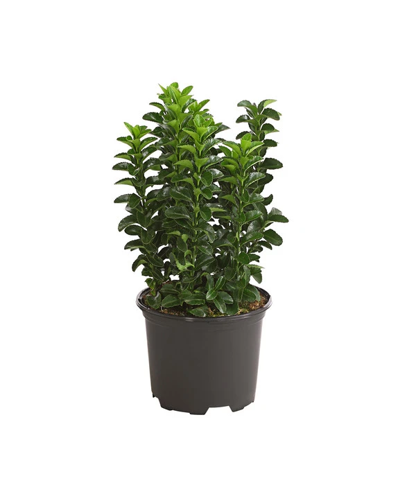 Säulen-Spindelstrauch 'Green Rocket' 3 Säulen-Spindelstrauch 'Green Rocket'