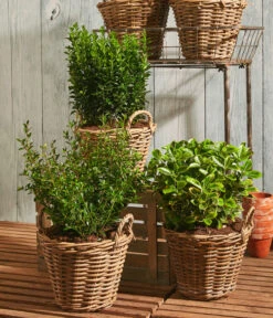 Säulen-Spindelstrauch 'Green Rocket' 5 Säulen-Spindelstrauch 'Green Rocket' -Gartenbedarf Verkäufe 2024 7177694 WE MO 001 Euonymus