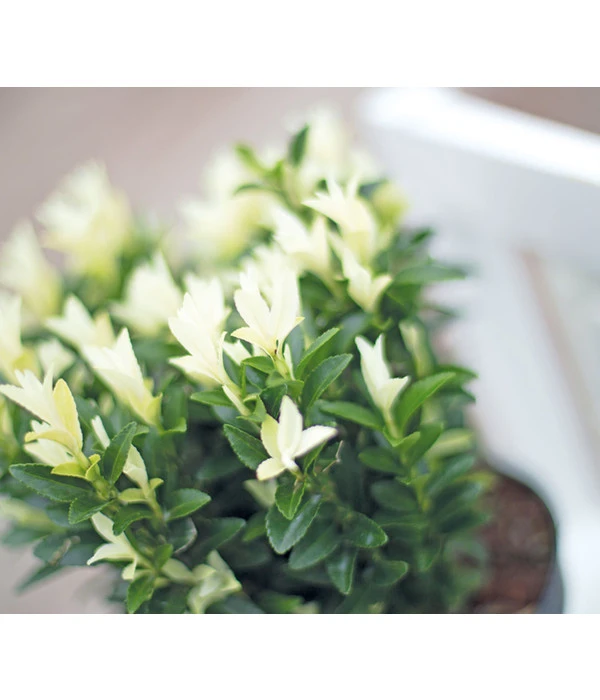 Kriech-Spindelstrauch 'Paloma Blanca' 4 Kriech-Spindelstrauch 'Paloma Blanca' – Bild 2