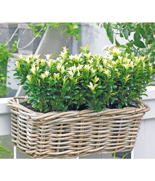 Kriech-Spindelstrauch 'Paloma Blanca' 3 Kriech-Spindelstrauch 'Paloma Blanca'