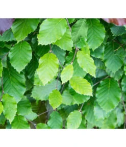 7,5 Meter Rotbuche, 30 X Ca. 125-150 Cm -Gartenbedarf Verkäufe 2024 7185077 FagusSylvaticaDetailLuckner 2