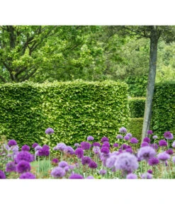 7 Meter Rotbuche, 20 X 175-200 Cm -Gartenbedarf Verkäufe 2024 7185077 PR MO 002 FagusSylvaticaBucheLucknerHeckeOnlineKaufen