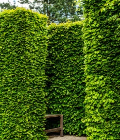 10 Meter Rotbuche, 50 X Ca. 100-125 Cm -Gartenbedarf Verkäufe 2024 7185093 WE MO 002 RotbucheFagusSylvatica 1