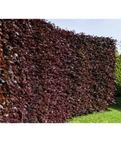 15 Meter Blutbuche ‘Purpurea‘, 60 X 125-150 Cm 8 15 Meter Blutbuche ‘Purpurea‘, 60 X 125-150 Cm -Gartenbedarf Verkäufe 2024 7185523 WE MO 001 FagusSylvaticaPurpureaLuckner 4