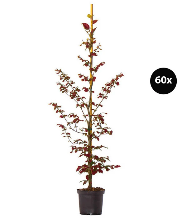 15 Meter Blutbuche ‘Purpurea‘, 60 X 125-150 Cm 3 15 Meter Blutbuche ‘Purpurea‘, 60 X 125-150 Cm