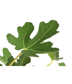 Feige, Hell -Gartenbedarf Verkäufe 2024 7186505 WE DE 001 FeigeStamm