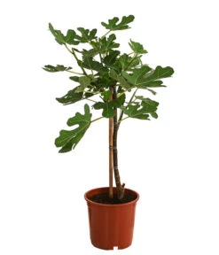 Feige, Hell -Gartenbedarf Verkäufe 2024 7186505 WE FS 001 FeigeStamm