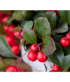 Rote Teppichbeere -Gartenbedarf Verkäufe 2024 7192941 PR DE 001 ScheinbeereGaultheriaWunderlich