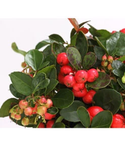 Rote Teppichbeere -Gartenbedarf Verkäufe 2024 7192941 WE DE 001 GaultheriaProcumbensTeppichbeereDehnerExpressHerzig