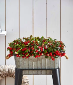 Rote Teppichbeere -Gartenbedarf Verkäufe 2024 7192941 WE MO 006 GaultheriaRoteTeppichbeere