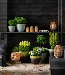 Ginkgobaum - Fächerblattbaum 'Mariken' -Gartenbedarf Verkäufe 2024 7196199 WE MO 001 GinkgoBilobaTaxusBaccataEibeThujaTeddyLebensbaumKonifere 2021 BL13