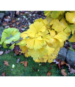 Ginkgobaum - Fächerblattbaum 'Mariken' -Gartenbedarf Verkäufe 2024 7196207 PR DE 001 GinkgoMarikenPixabay