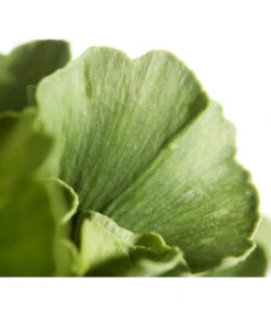 Ginkgobaum - Fächerblattbaum 'Mariken' -Gartenbedarf Verkäufe 2024 7196207 WE DE 001 GinkgoBilobaMariken2lDehnerExpressZS