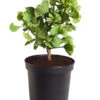 Ginkgobaum - Fächerblattbaum 'Mariken' -Gartenbedarf Verkäufe 2024 7196207 WE FS 001 GinkgoBilobaMariken2lDehnerExpressZS