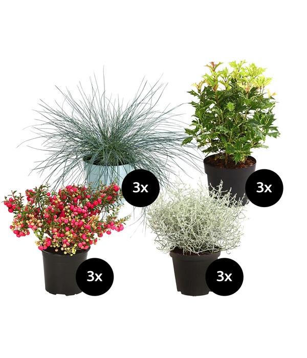 Grabpflanzen-Set Trost, 12-teilig 3 Grabpflanzen-Set Trost, 12-teilig
