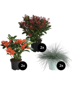 Grabpflanzen-Set In Gedenken, 6-teilig