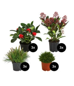 Grabpflanzen-Set Unvergessen, 12-teilig