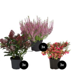 Grabpflanzen-Set In Liebe, 9-teilig