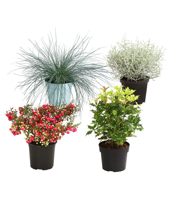 Grabpflanzen-Set Lichtblick, 4-teilig 3 Grabpflanzen-Set Lichtblick, 4-teilig