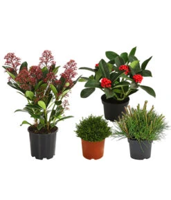 Grabpflanzen-Set Zuversicht, 4-teilig