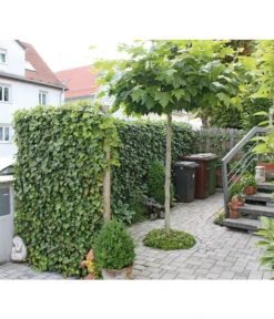 Hecke Am Laufenden Meter® 'Woerneri' - Efeu, Ca. 200 Cm -Gartenbedarf Verkäufe 2024 7208309 BildM 002 HederaHelixWoerneriHeckeAmLaufendenMeter
