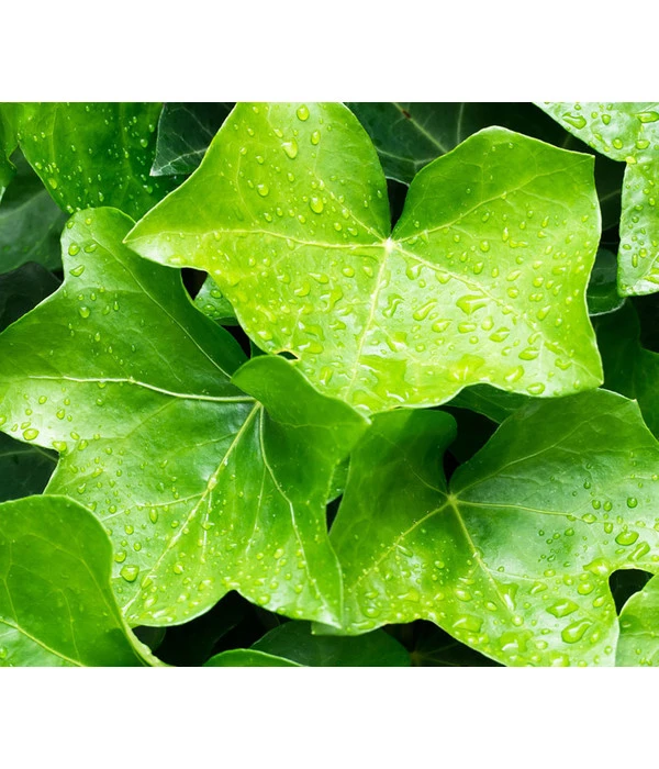 Irischer Efeu - Großblättriger Efeu 5 Irischer Efeu - Großblättriger Efeu – Bild 3