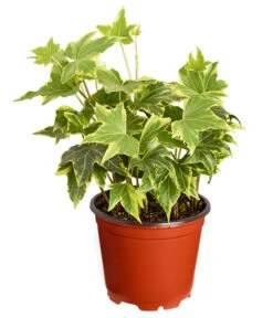 Efeu, Verschiedene Sorten -Gartenbedarf Verkäufe 2024 7211261 PR FS 001 HederaT9DehnerExpressZS