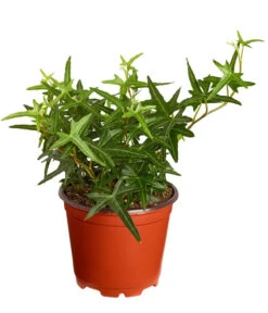 Efeu, Verschiedene Sorten -Gartenbedarf Verkäufe 2024 7211261 PR FS 002 HederaT9DehnerExpressZS