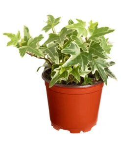 Efeu, Verschiedene Sorten -Gartenbedarf Verkäufe 2024 7211261 PR FS 004 HederaT9DehnerExpressZS