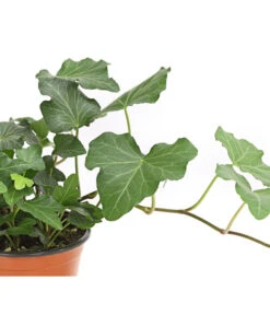 Efeu, Verschiedene Sorten -Gartenbedarf Verkäufe 2024 7211261 WE DE 002 HederaMixDehnerExpressHerzig