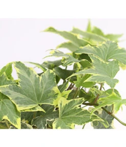 Efeu, Verschiedene Sorten -Gartenbedarf Verkäufe 2024 7211261 WE DE 003 HederaMixDehnerExpressHerzig