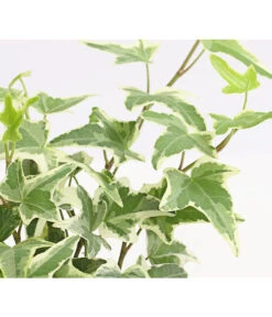 Efeu, Verschiedene Sorten -Gartenbedarf Verkäufe 2024 7211261 WE DE 004 HederaMixDehnerExpressHerzig