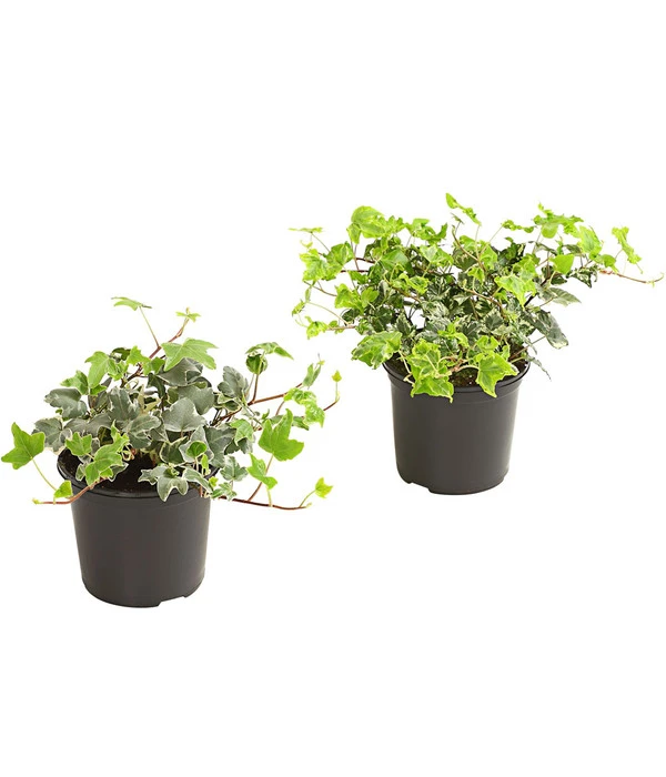 Efeu, Weißbunt 3 Efeu, Weißbunt